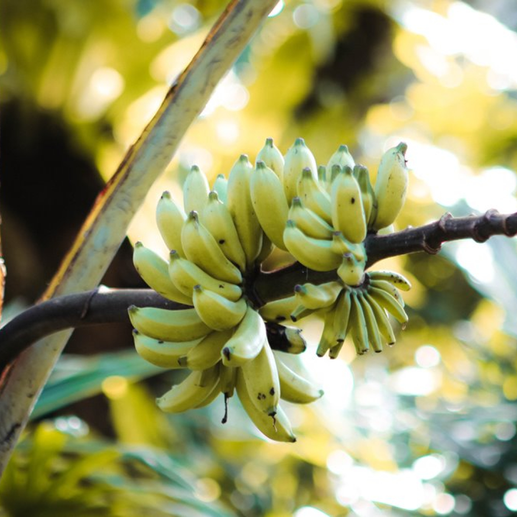 Οι μπανάνες κινδυνεύουν να εξαφανιστούν