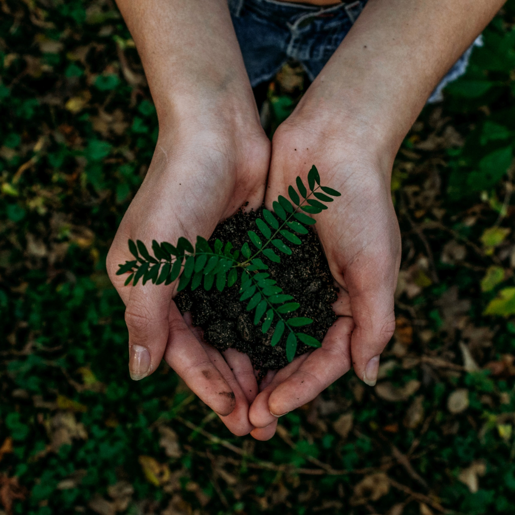 Ecosia: H μηχανή αναζήτησης που φυτεύει δέντρα ενώ περιηγείστε στο διαδίκτυο