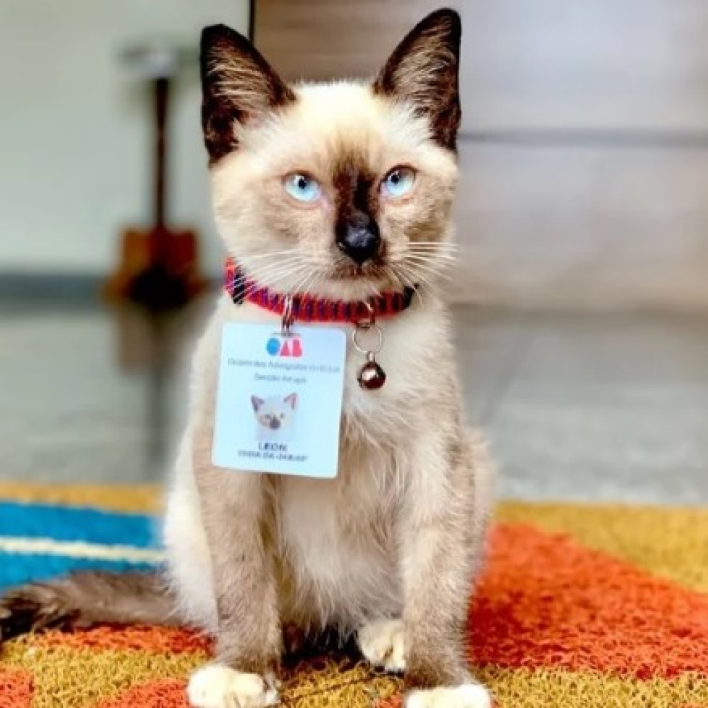 Leon: O πρώτος γάτος που προσλήφθηκε σε χώρο υποδοχής