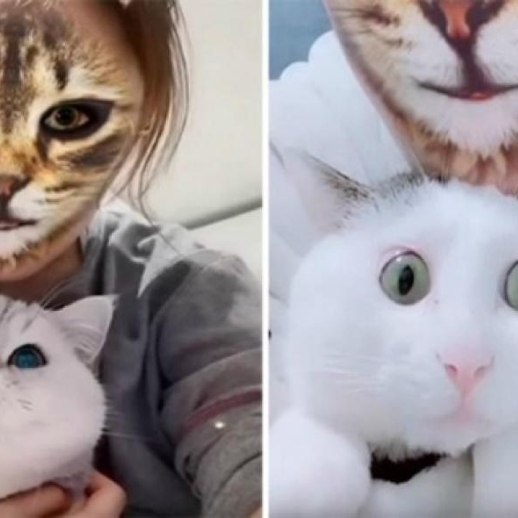 Οι γάτες που μπερδεύονται με το φίλτρο Cat Face είναι ό,τι πιο αστείο θα δείτε σήμερα