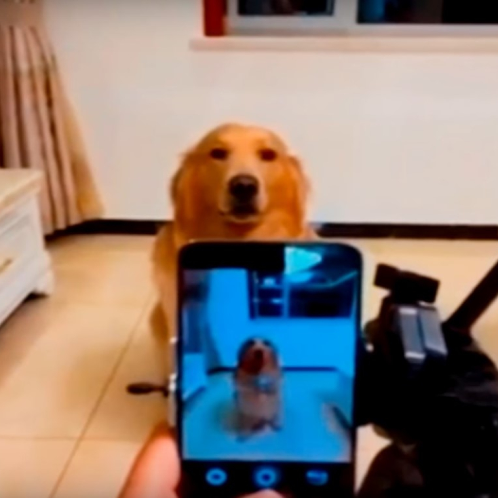 Κι όμως οι σκύλοι γελούν - Δείτε το απολαυστικό βίντεο με τον Dior που ποζάρει στην κάμερα γελώντας