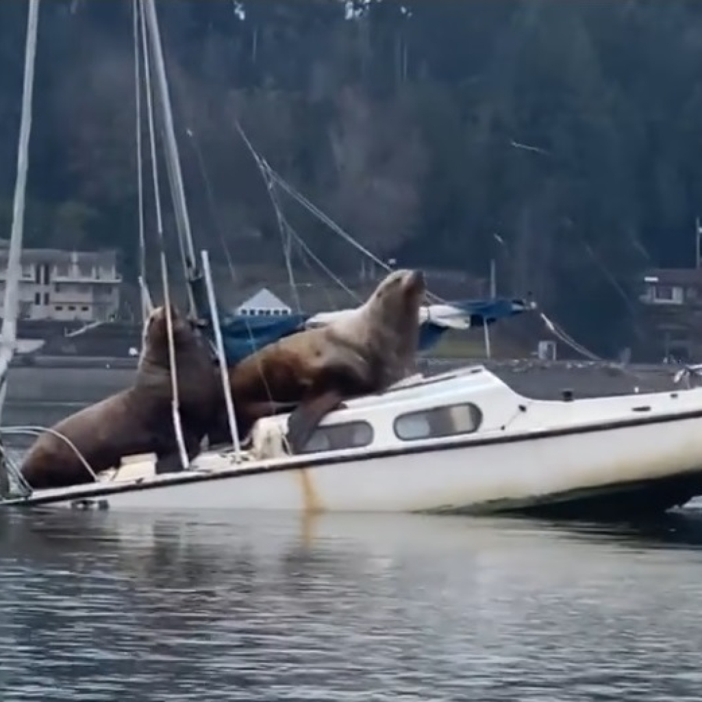 Αξιαγάπητες φώκιες δανείζονται βάρκα για να κάνουν τη βόλτα τους