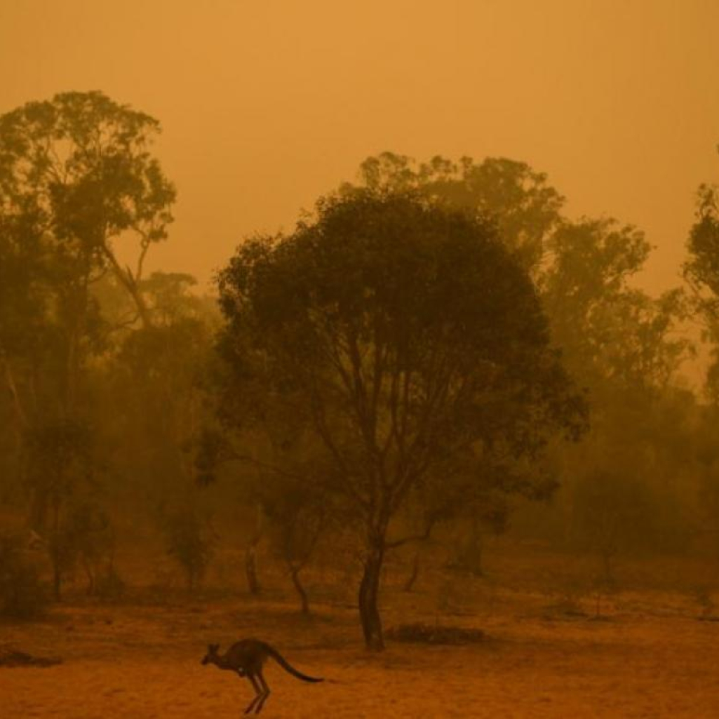 «Rock Wallaby»: Ομάδα διάσωσης πετάει από αεροπλάνα τροφές στα ζώα στην Αυστραλία για να επιβιώσουν από τις φωτιές 
