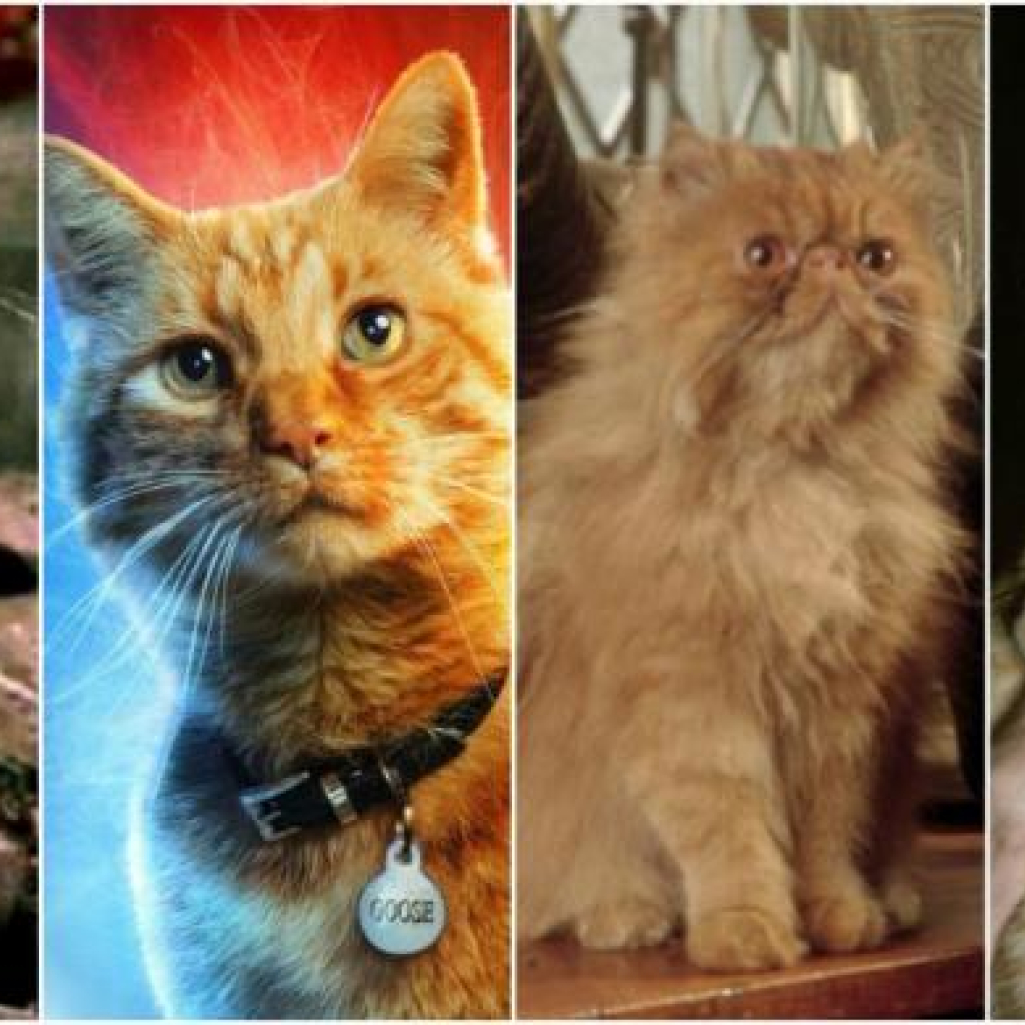 Ποιο «Cats»; Αυτές είναι οι 10 πιο κουλ γάτες του σινεμά 