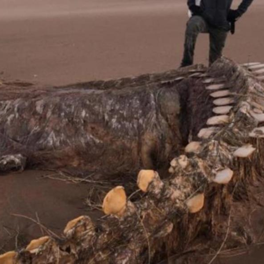 Μυστήριο: Γιγάντιος σκελετός ξεβράστηκε σε παραλία