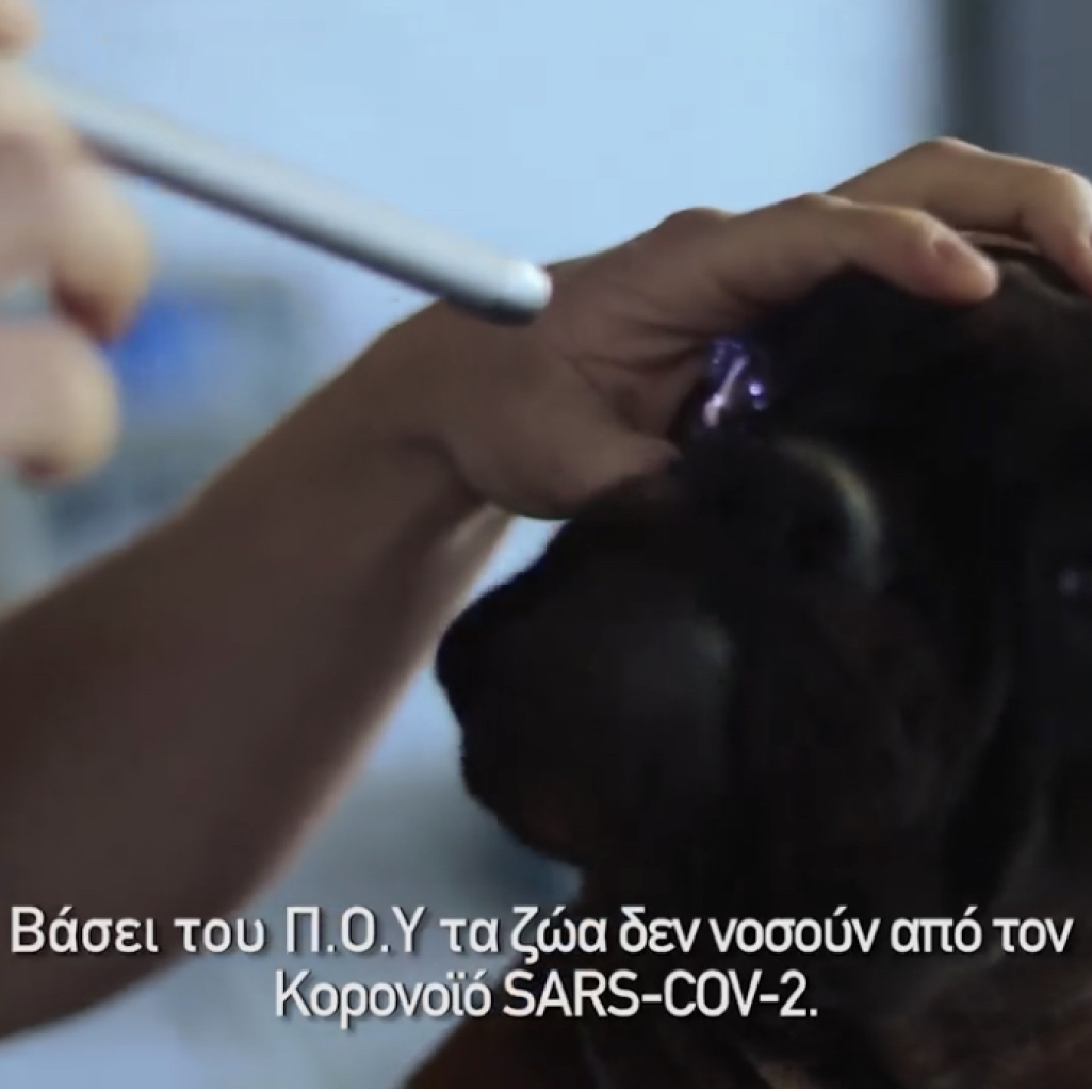 Το video που μας δίνει βασικές οδηγίες για το πώς πρέπει να φερόμαστε στα ζώα εν μέσω κορωνοϊού