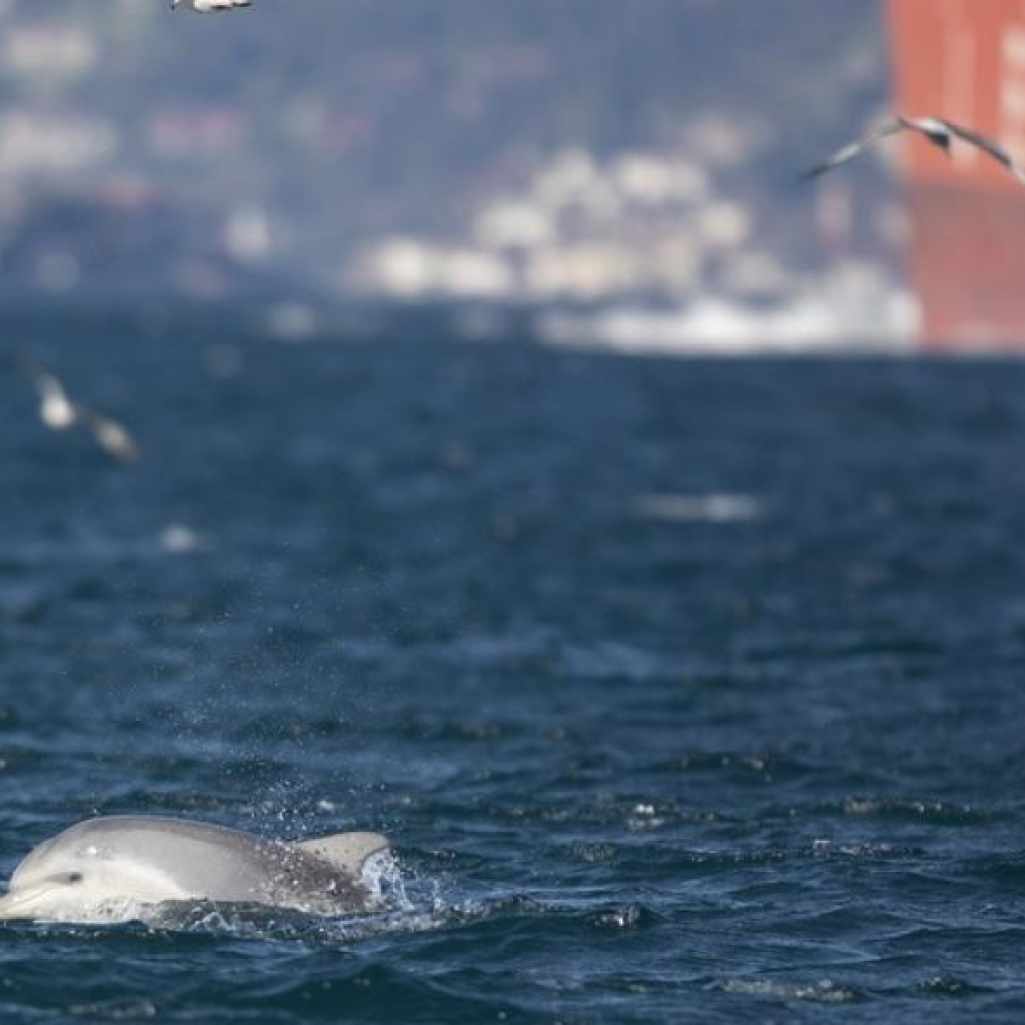 Κορωνοϊός – Κωνσταντινούπολη: Τα δελφίνια απολαμβάνουν τον Βόσπορο λόγω του lockdown