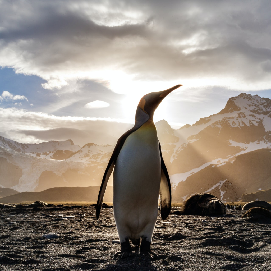Αυτοκρατορικοί πιγκουίνοι γίνονται viral, βγάζοντας selfies με χαμένη κάμερα εξερευνητή