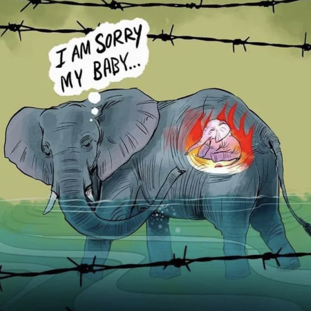 Σκιτσογράφοι αποτίουν φόρο τιμής στην έγκυο ελεφαντίνα που την τάισαν ανανά με κροτίδα