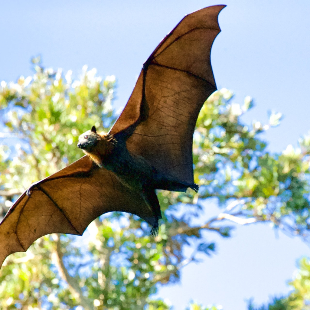 Viral στο Twitter νυχτερίδα που τρομάζει: Το άνοιγμα των φτερών της φτάνει σχεδόν τα δύο μέτρα 