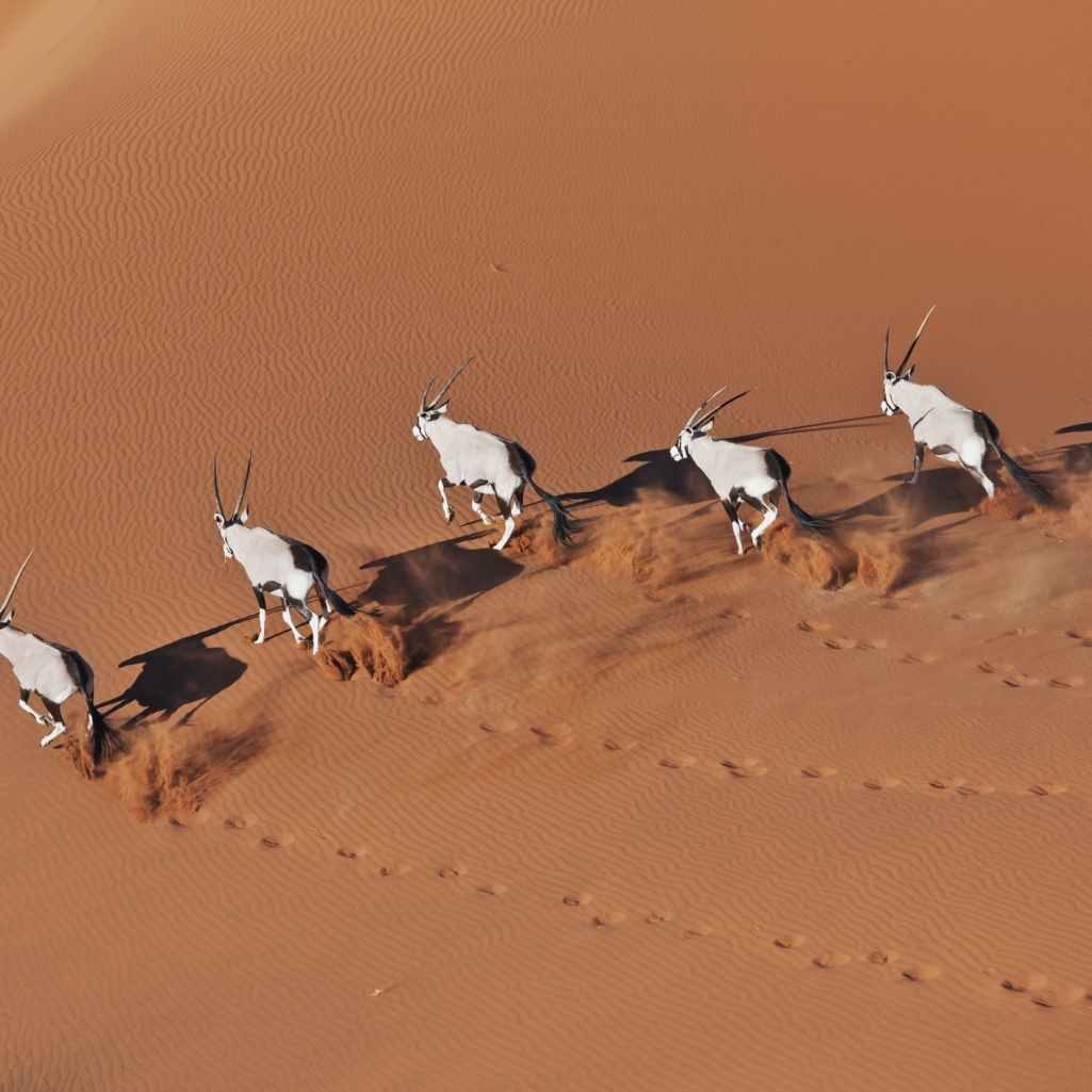 Οι καλύτερες φωτογραφίες ζώων που έχουν τραβηχτεί με drones