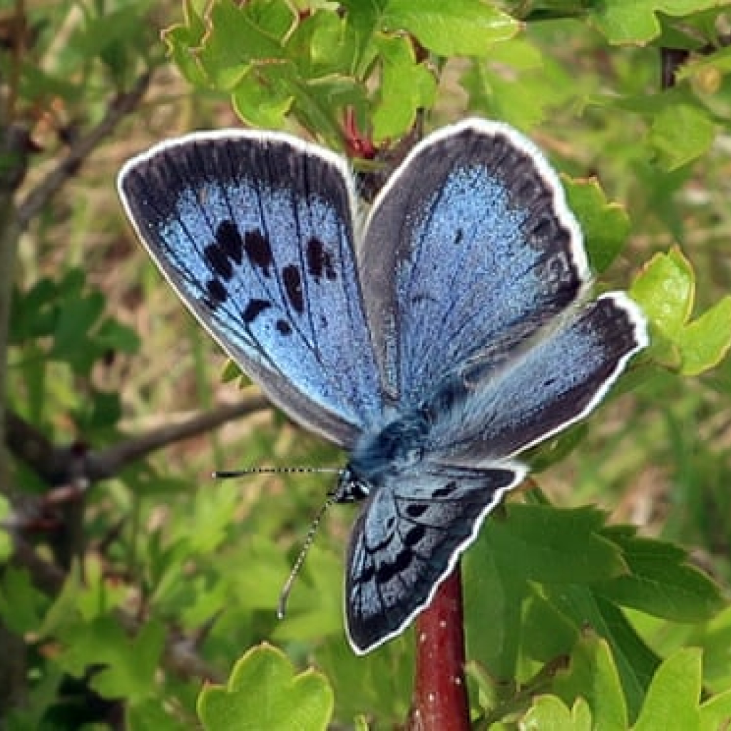 Large blue butterfly: Το video που δείχνει μεγάλες μπλε πεταλούδες να κάνουν δυναμική επιστροφή στη Βρετανία μετά από 150 χρόνια