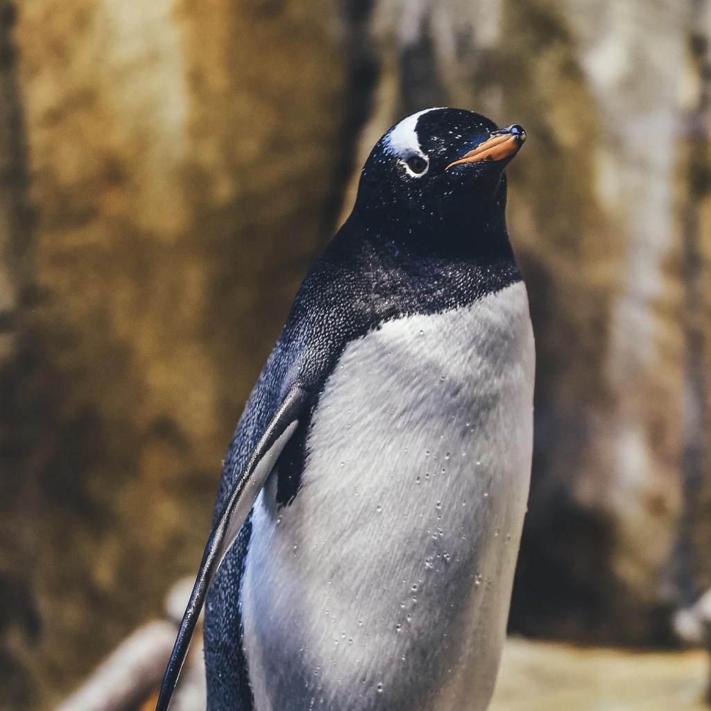 Ο αξιολάτρευτος πιγκουίνος, Pierre, παρακολουθεί άλλους πιγκουίνους στο tablet για να μη νιώθει μοναξιά