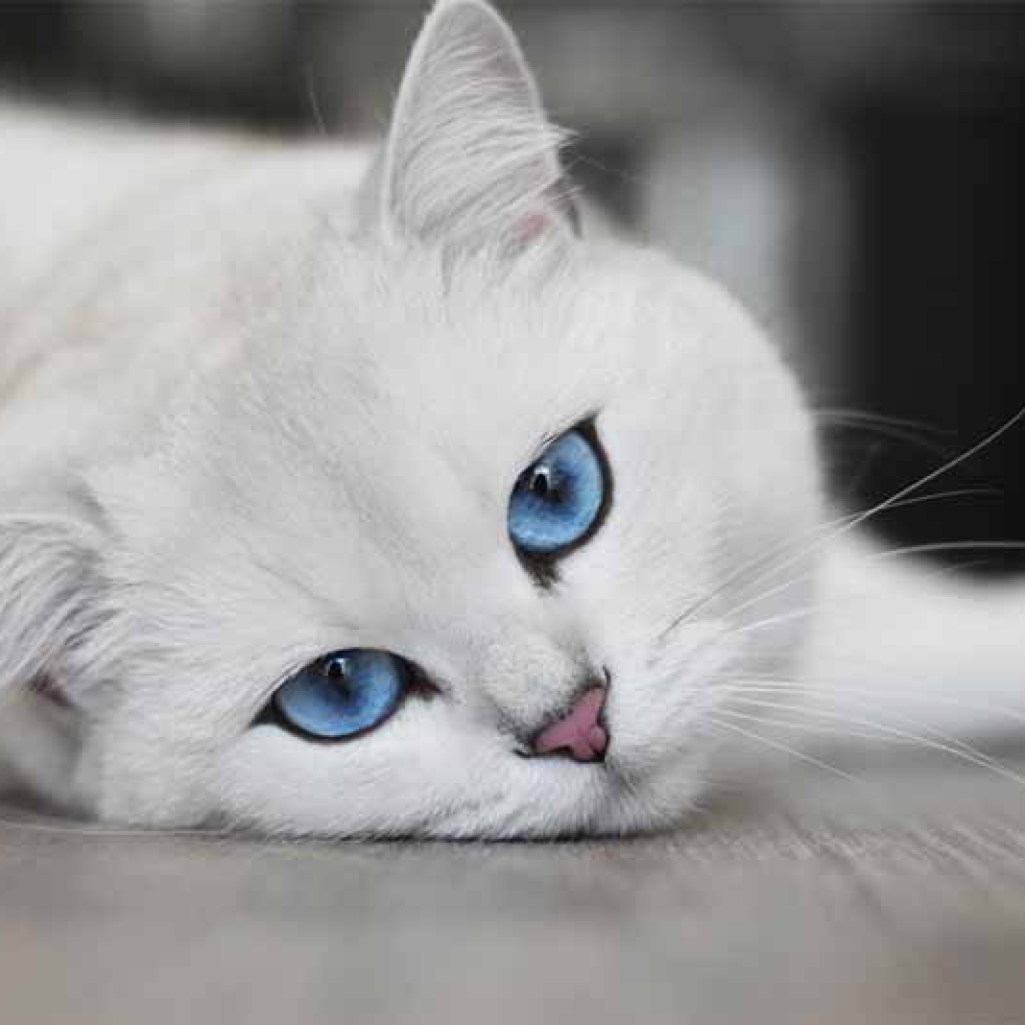 Coby the Cat: Δείτε τον πιο ακριβοπληρωμένο και δημοφιλή γάτο στον κόσμο