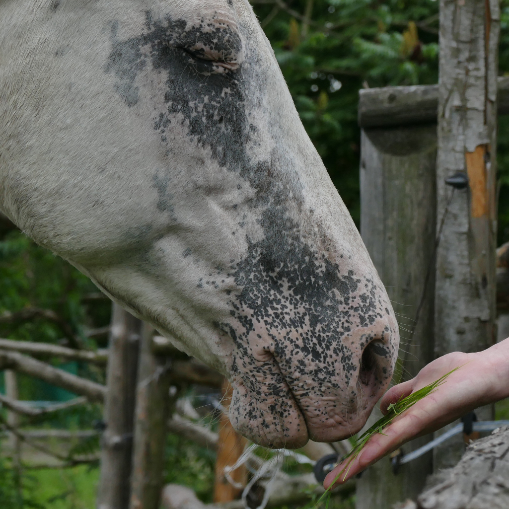 Σύνδρομο Williams: Όταν ένα άγριο άλογο συνάντησε τον ιδιαίτερο κόσμο ενός παιδιού