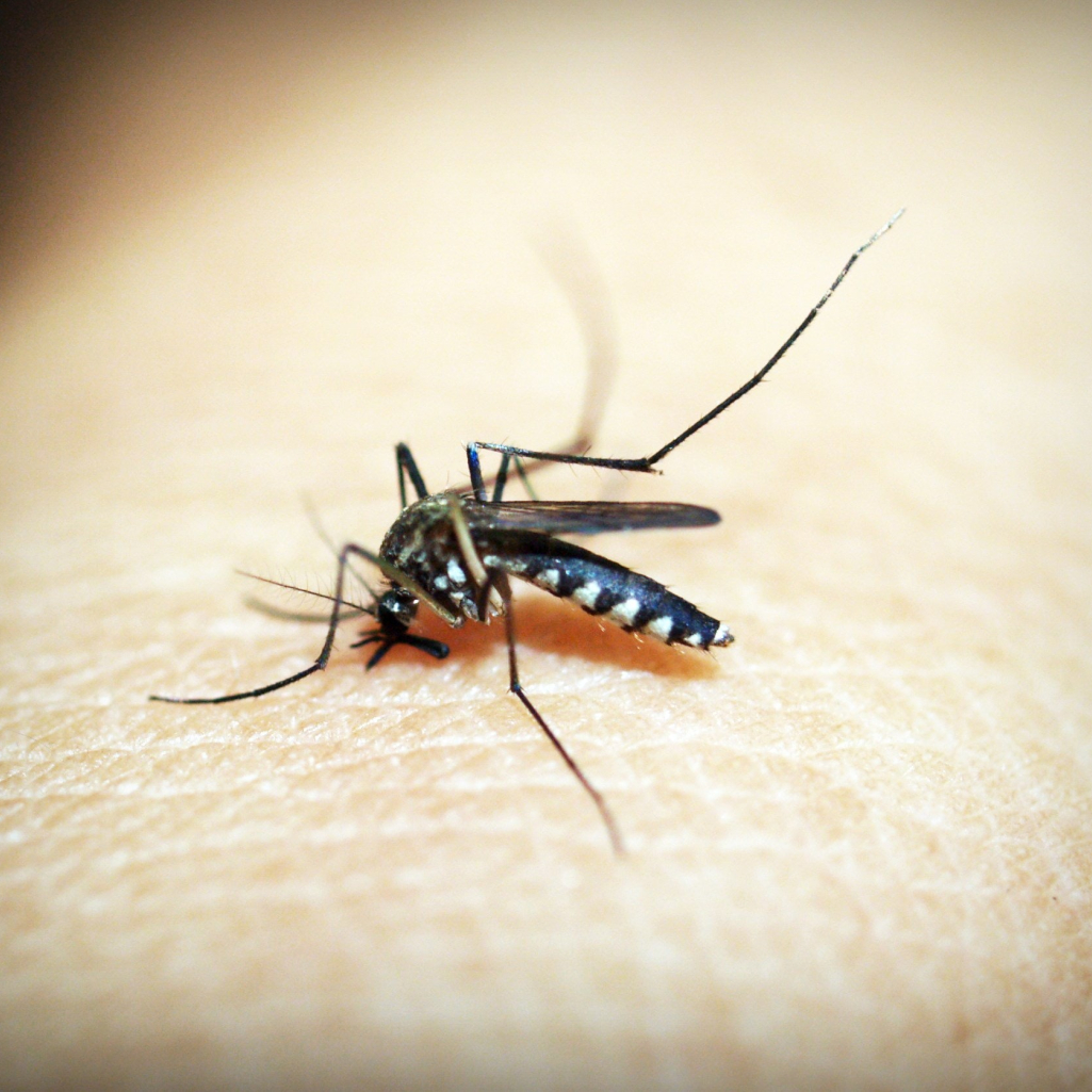Οι πραγματικοί λόγοι που τα κουνούπια τσιμπούν εσάς και όχι τον διπλανό σας