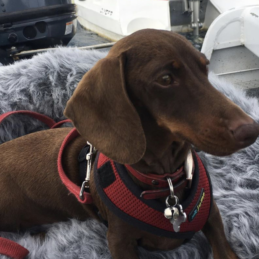 Pipsqueak: Η μικροσκοπική σκυλίτσα που αποκλείστηκε λόγω κορωνοϊού και ταξίδεψε 10.000 μίλια για να επανενωθεί με τους δικούς της