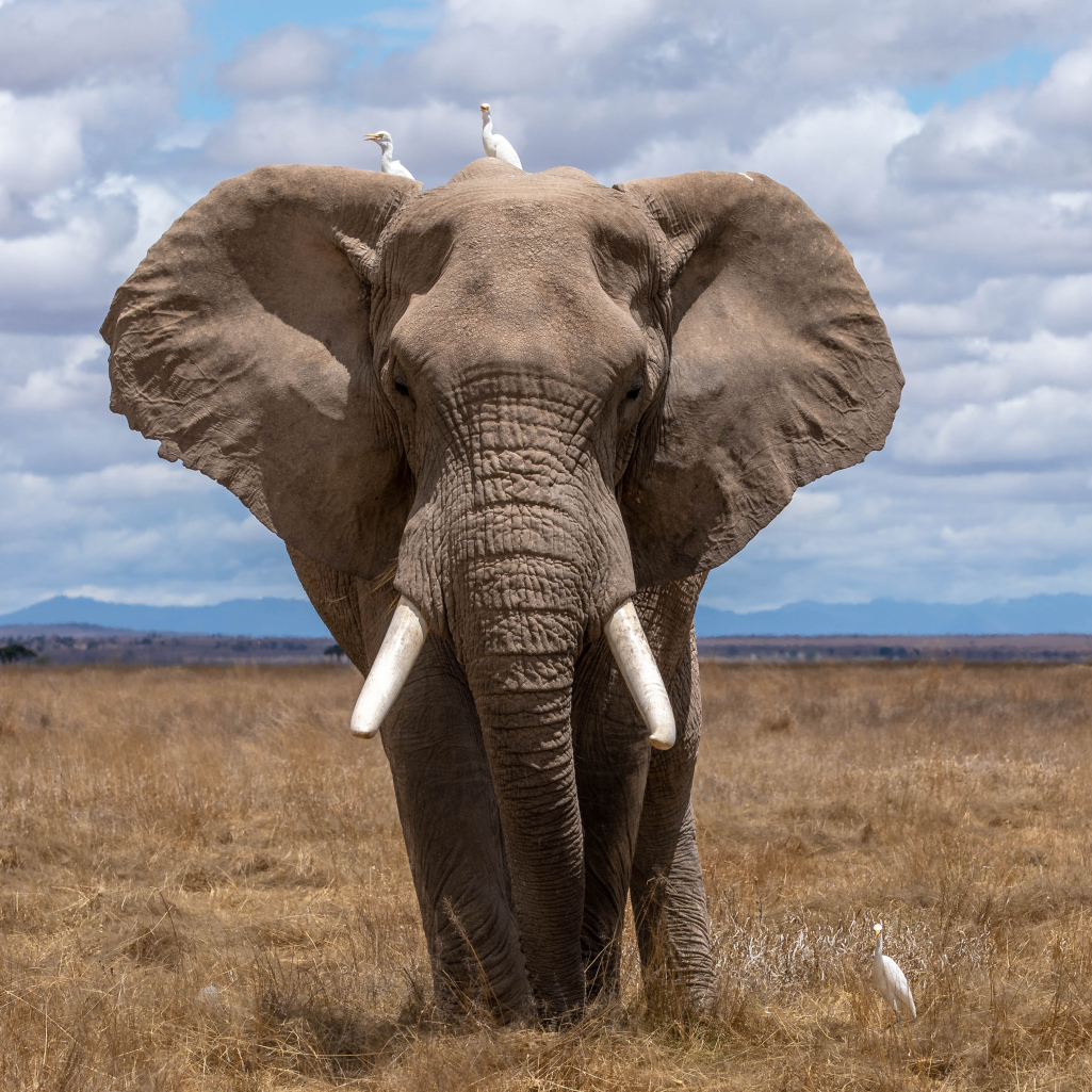 Kaavan: Ο πιο μοναχικός ελέφαντας φεύγει μετά από 35 χρόνια από τον ζωολογικό κήπο και μεταφέρεται σε καλύτερες συνθήκες