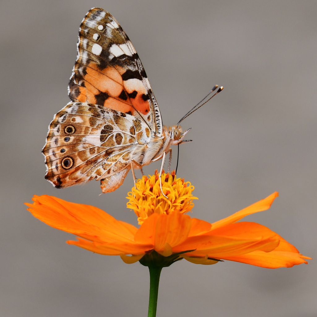 Τσέρνομπιλ: Επιστήμονες ανακάλυψαν σπάνια πεταλούδα που έχει μέγεθος πουλιού