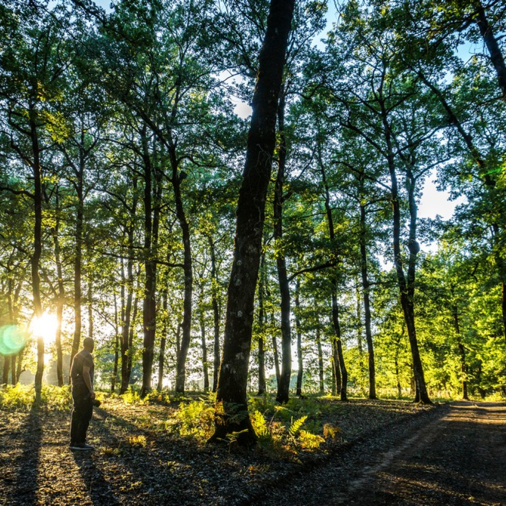 Το «μυστικό» δάσος της Πελοποννήσου που μοιάζει βγαλμένο από παραμύθι