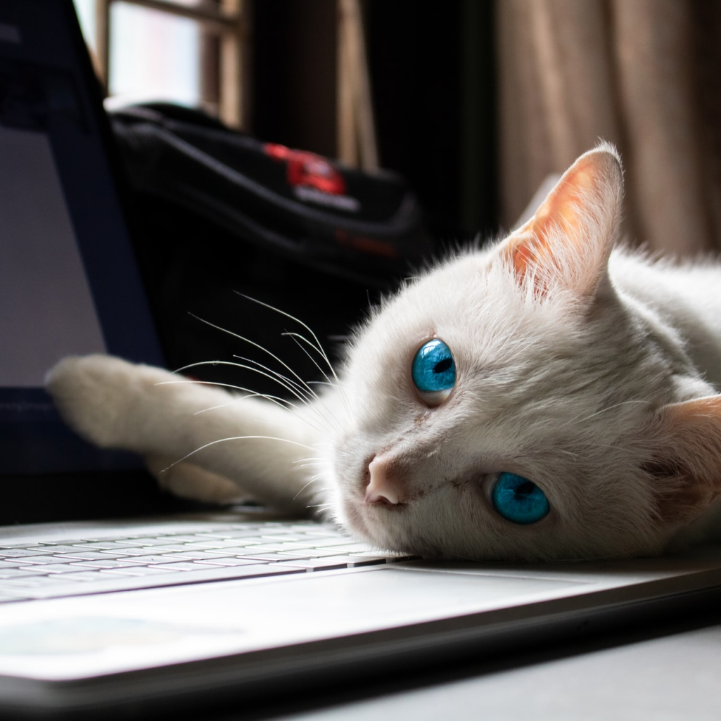 Η ιδιαίτερη σχέση που έχουν οι γάτες με το πληκτρολόγιο του υπολογιστή