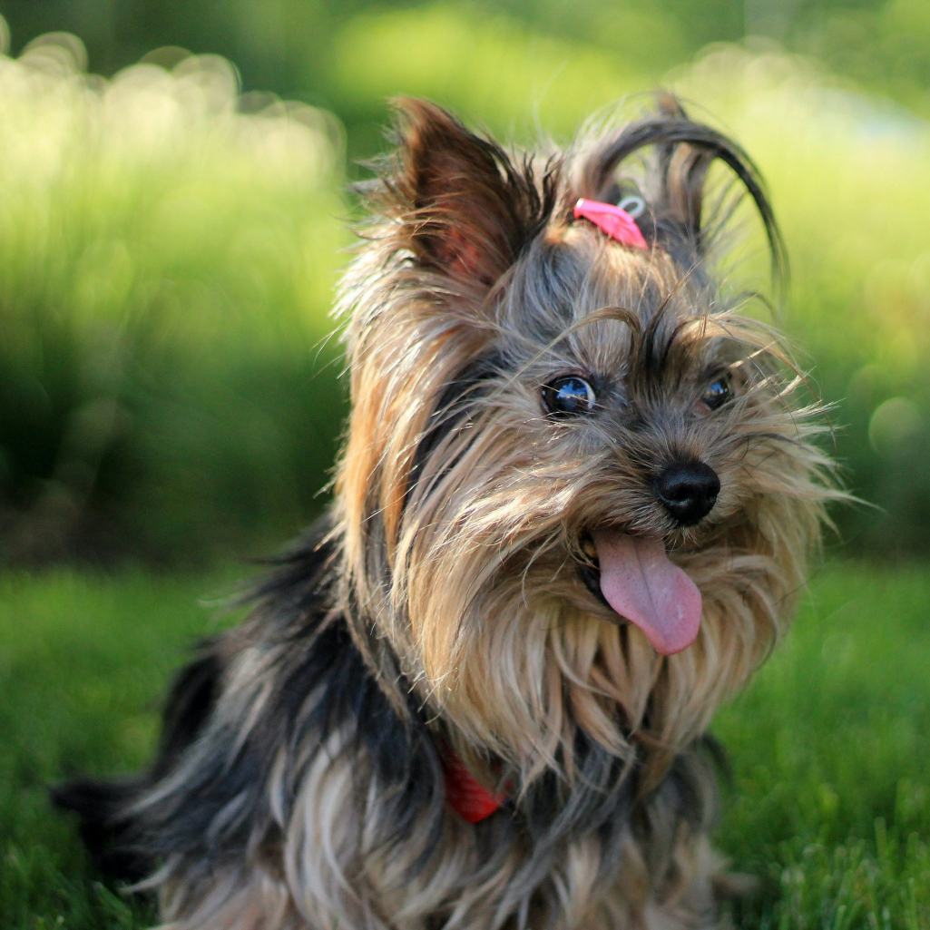 Yorkshire terrier