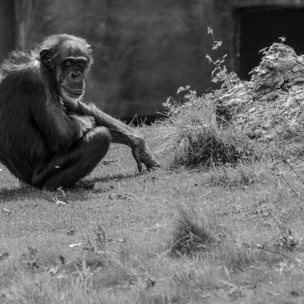 Η στιγμή που ετοιμοθάνατος χιμπατζής αναγνωρίζει τον άνθρωπο που τον μεγάλωσε