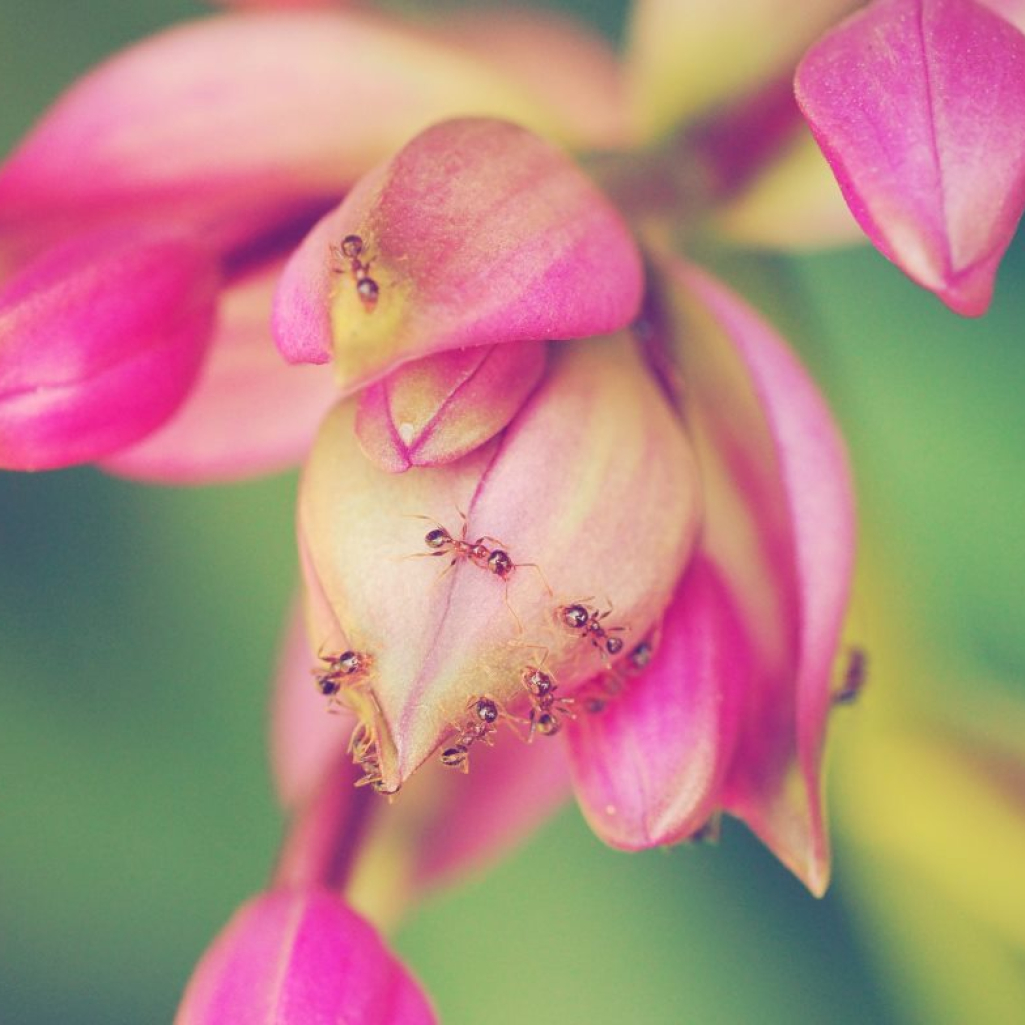 4 καταπληκτικά μαθήματα ζωής που μπορούμε να μάθουμε από τα μυρμήγκια