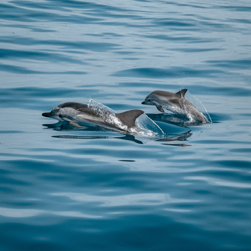 Βενετία: Σπάνιο φαινόμενο με δύο δελφίνια που κολυμπάνε σε κανάλι