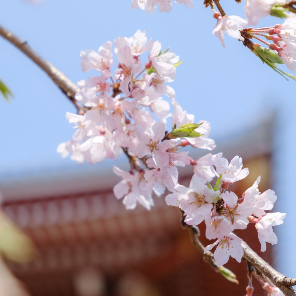 Οι κερασιές της Ιαπωνίας άνθισαν νωρίτερα από κάθε άλλη χρονιά το 2021 και αυτός είναι ο λόγος