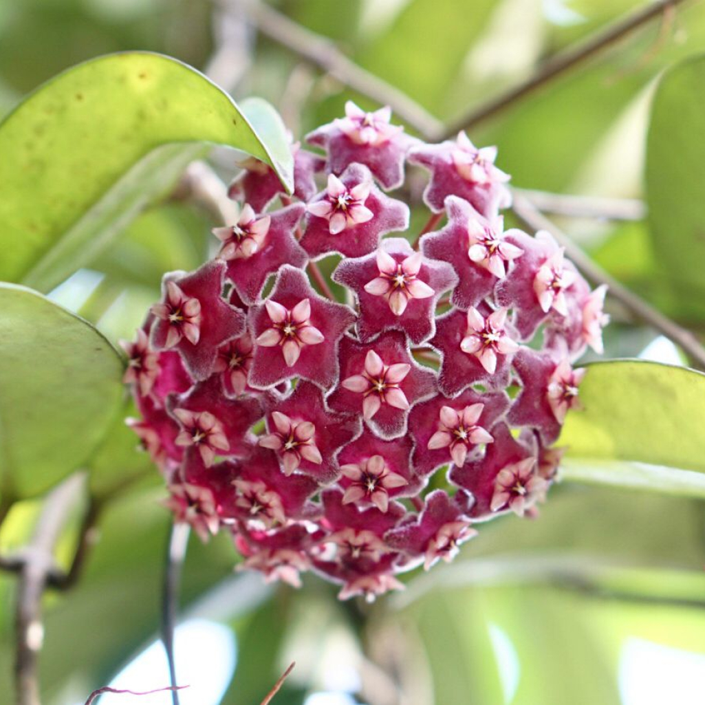 Hoya Plant: Η φυτομόδα που έγινε μανία