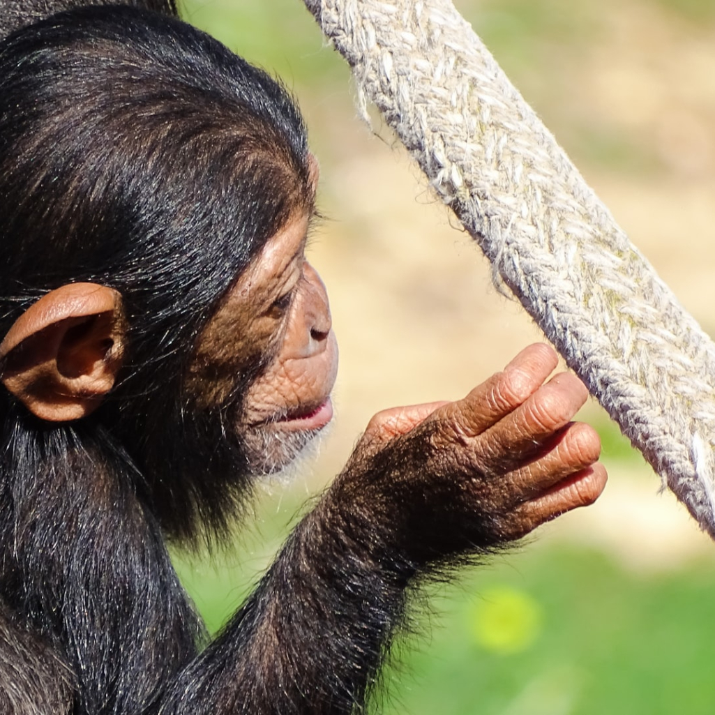 Η στιγμή που χιμπατζής θυμάται αυτούς που τον έσωσαν όταν ήταν μωρό σε ένα συγκινητικό video