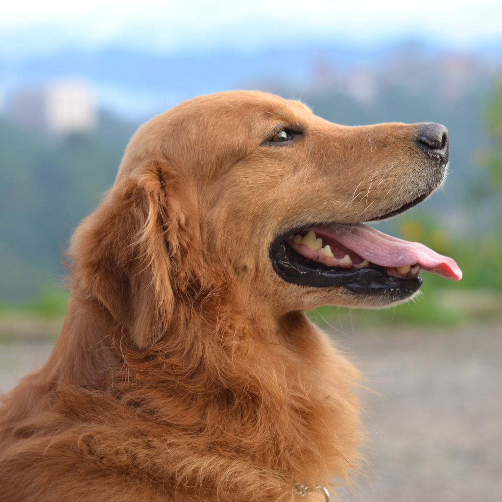 comfort dog