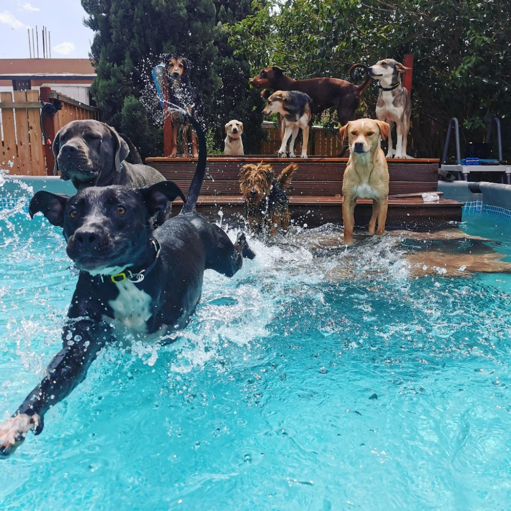Ultra dogs Parks: Ο...παράδεισος για σκύλους υπάρχει και είναι στην Μεταμόρφωση