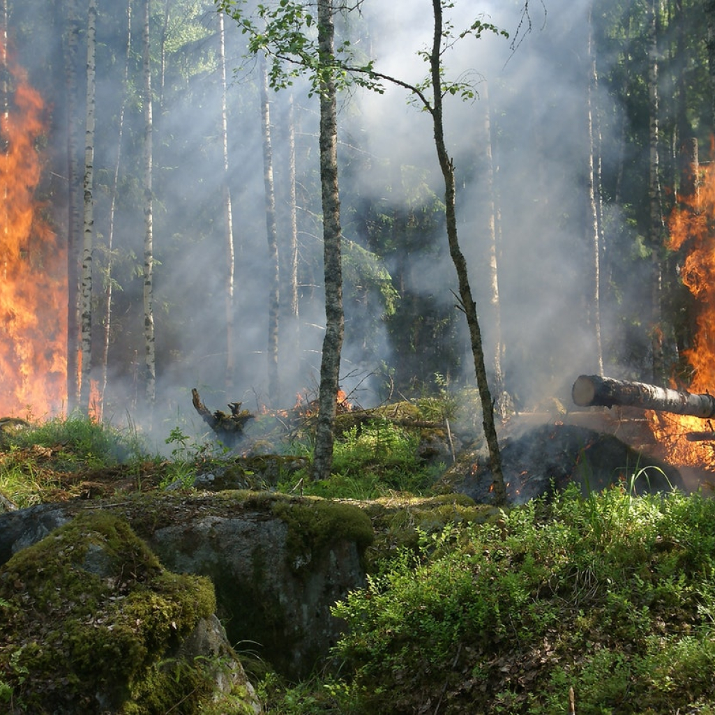 Πυρκαγιές και άγρια ζωή: Πώς μπορούμε να βοηθήσουμε - Τι να προσέξουμε