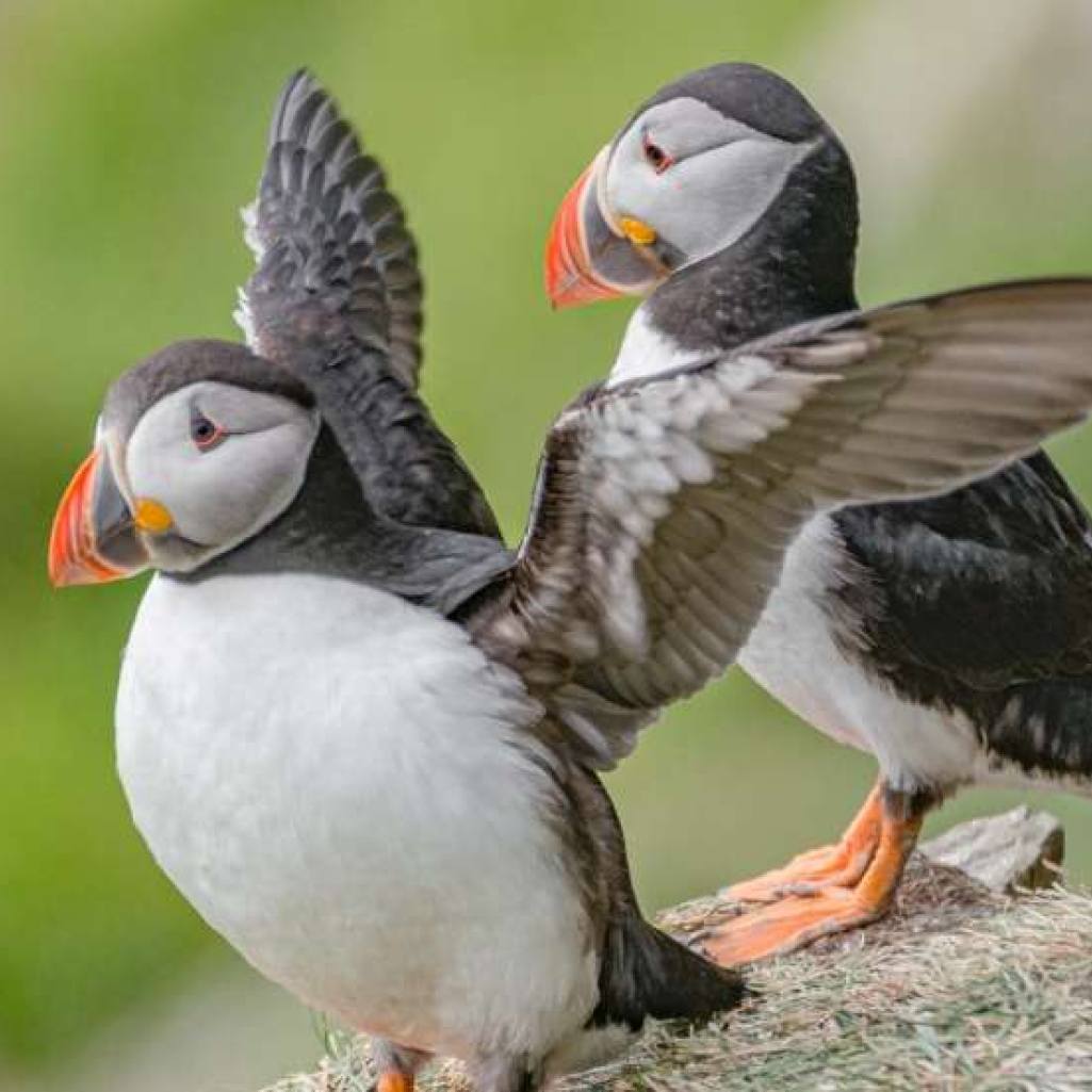 Κλιματική αλλαγή: Τα πτηνά πεθαίνουν - Το 90% των θαλάσσιων παπαγάλων θα εξαφανιστεί μέχρι το 2050