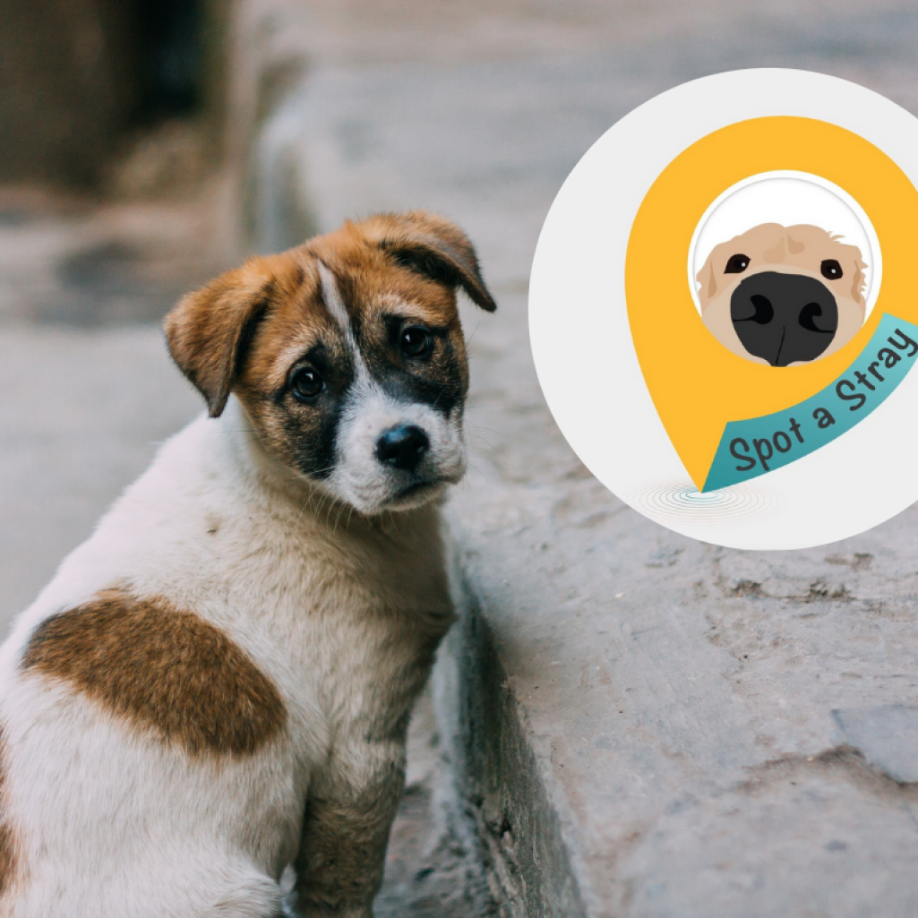 Spot A Stray: Η πρώτη εφαρμογή που εντοπίζει αδέσποτα και χαμένα σκυλάκια είναι ελληνική