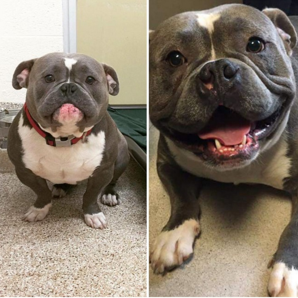 dog6.jpg