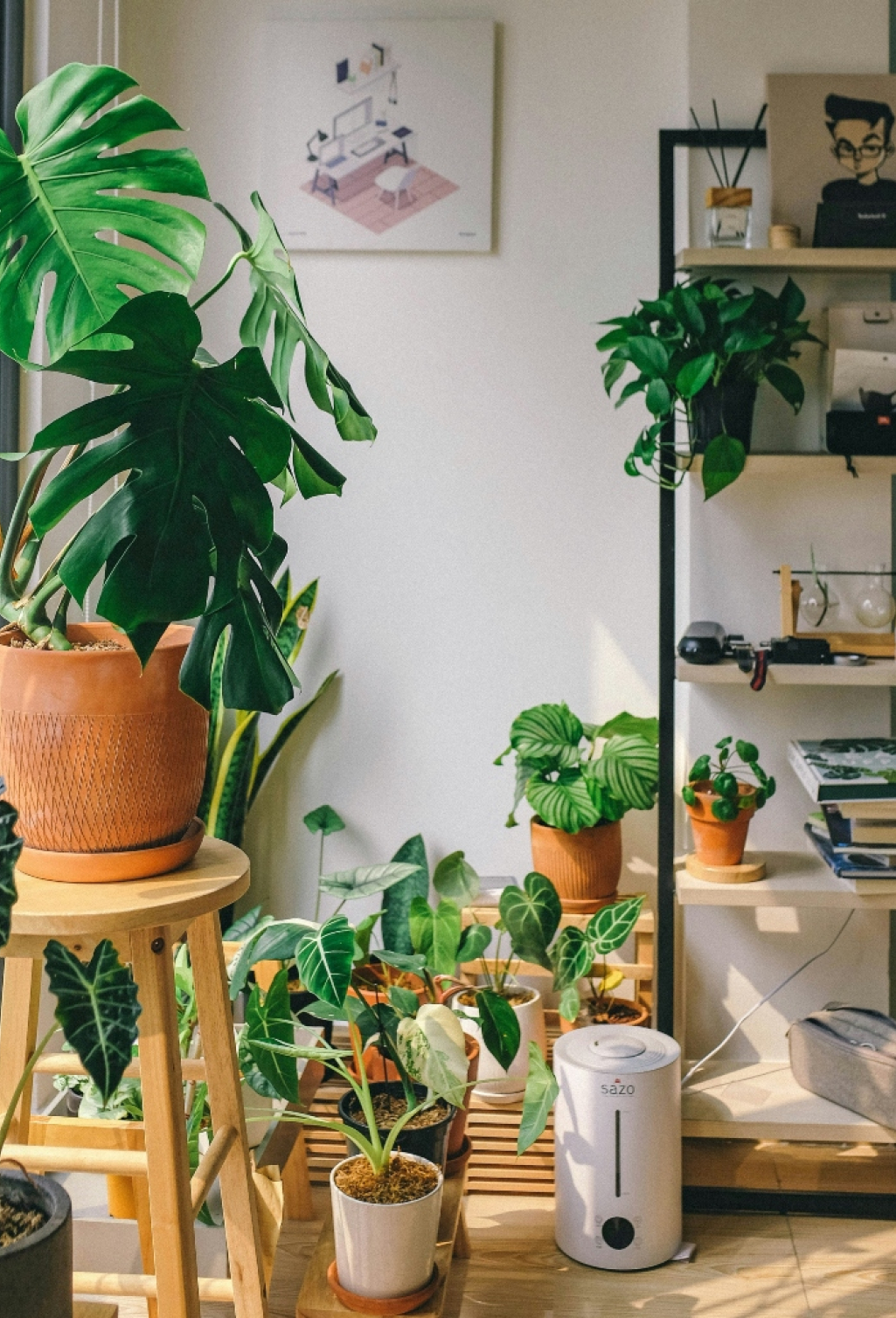 5 φυτά εσωτερικού χώρου που διώχνουν τη μούχλα από το σπίτι 