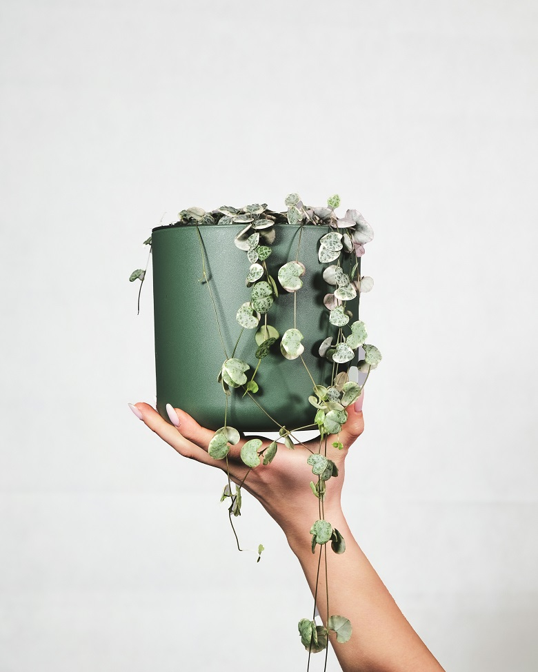 String of hearts