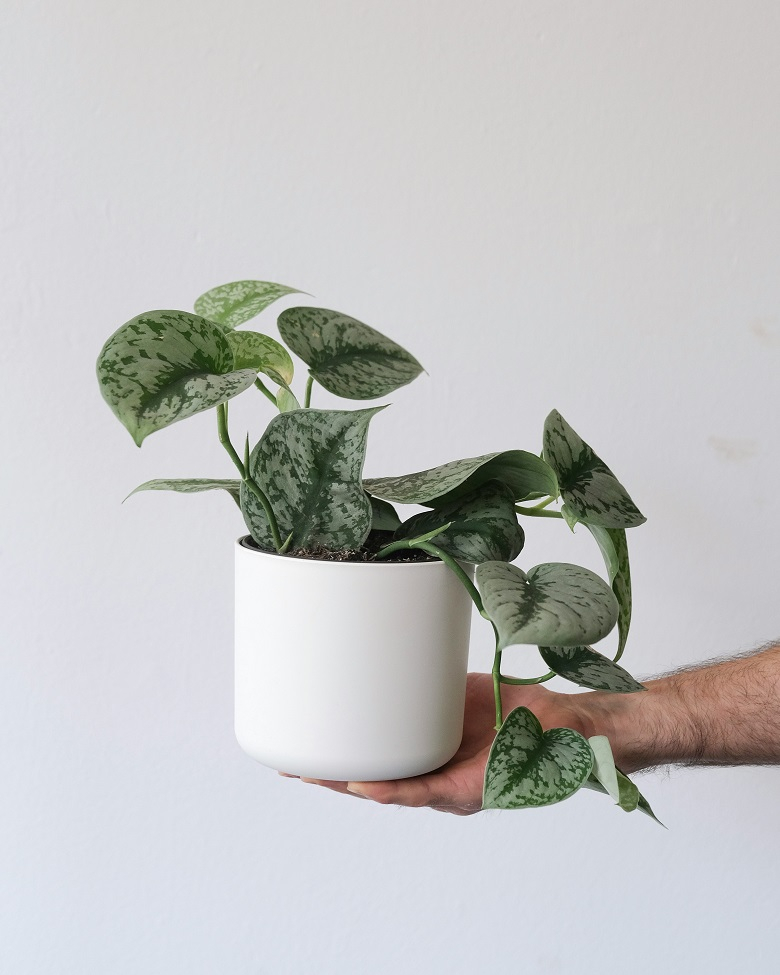 Pothos