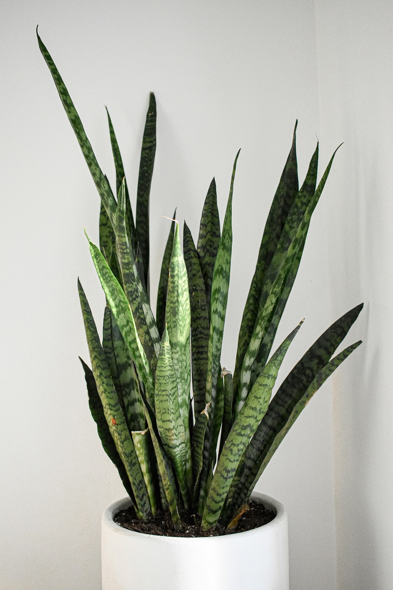 Snake plant
