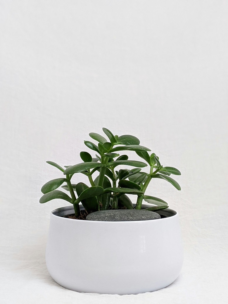 Crassula Ovata