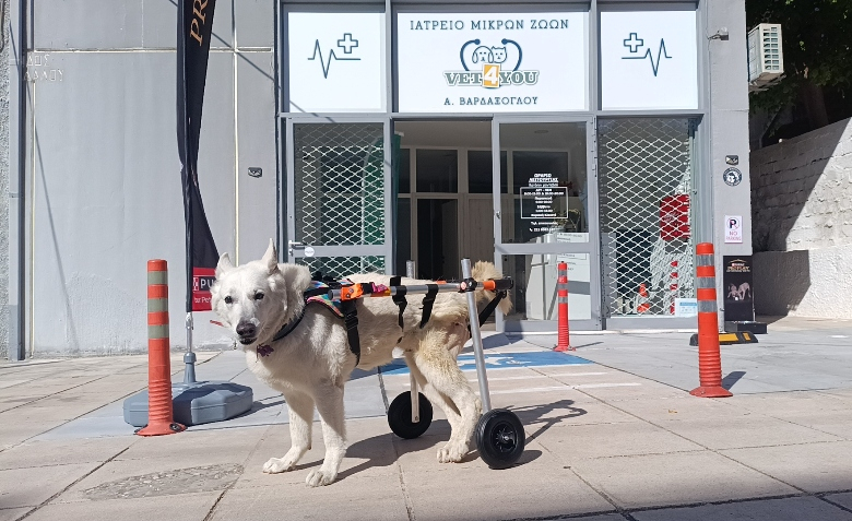 αναπηρικά αμαξίδια ζώα αθήνα