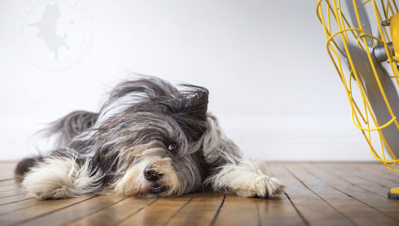 blow-the-whimsical-and-artistic-photo-series-from-scruffy-dog-photography-that-explores-the-fun-interactions-of-dogs-with-fans-5889abc185d64-880.jpg