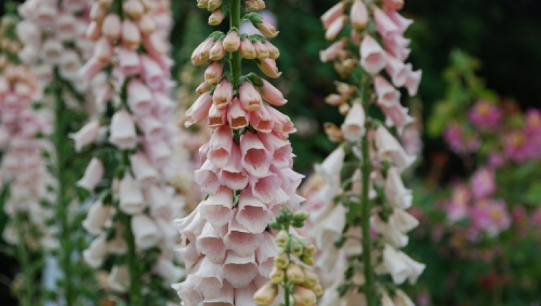 foxglove-faeparsons.jpg