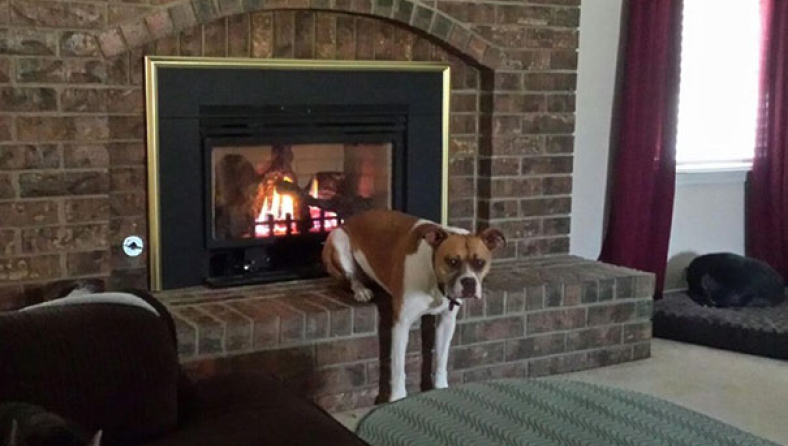 funny-dogs-acting-weird-200-594379241ceee-605.jpg