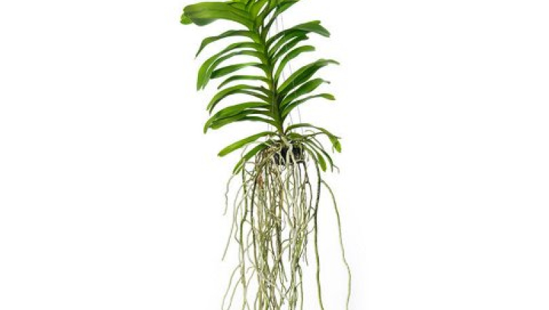 vanda-4.jpg