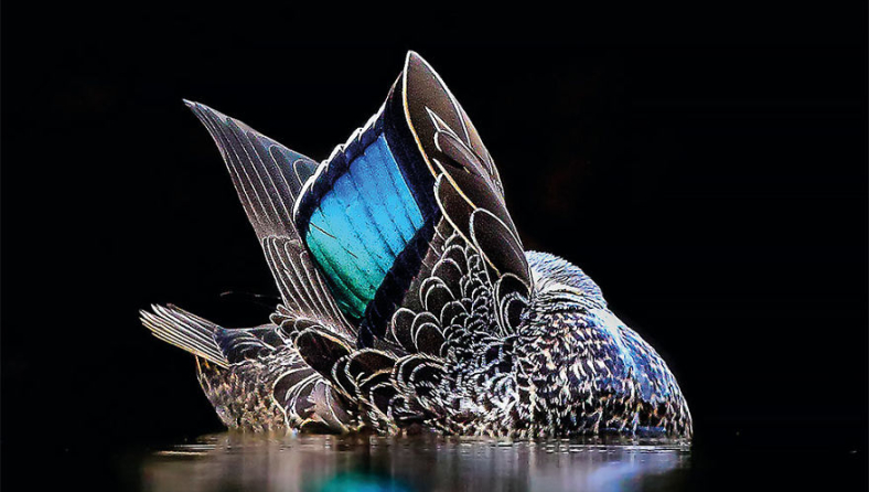 bird-photographer-of-the-year-2017-27-59acfcbf69f27-880.jpg