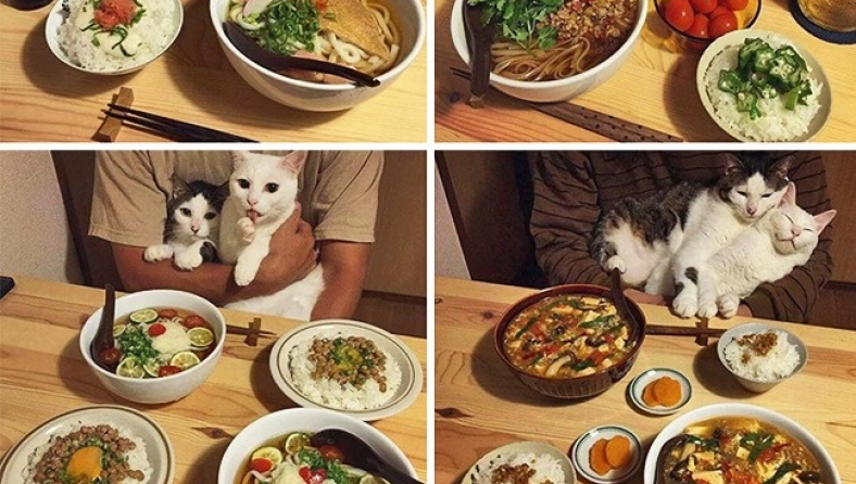 cat13.jpg